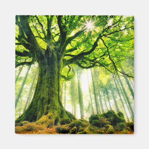 Imán La voz de Ponthus