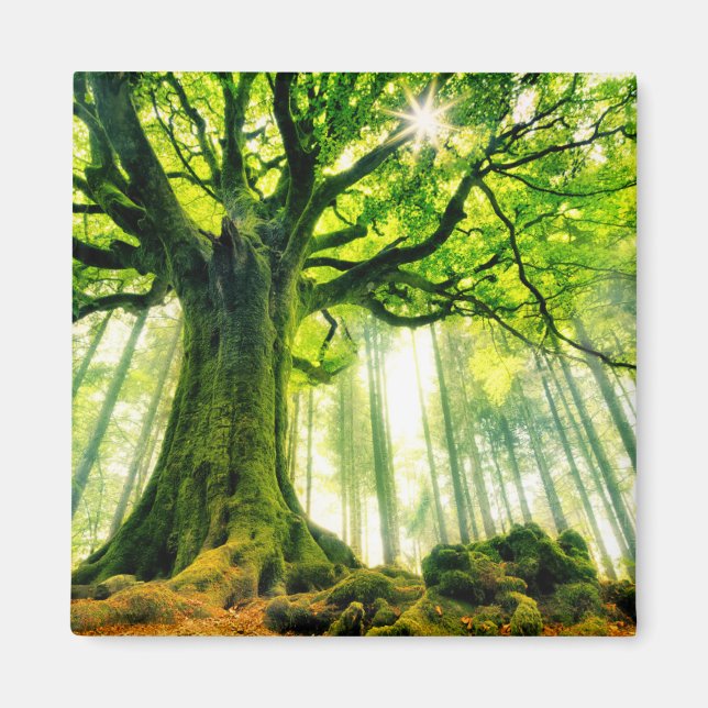 Imán La voz de Ponthus (Frente)