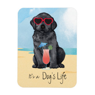 Imán Laboratorio negro de verano