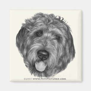 Imán Labradoodle