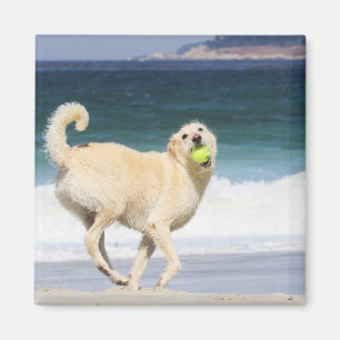 Imán Labradoodle - día feliz en la playa