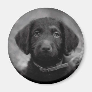 Imán Labradoodle en placa B&W