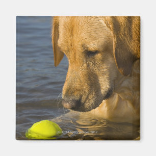 Imán Labrador amarillo con una pelota de tenis en el
