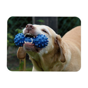 Imán Labrador amarillo recuperador con juguete