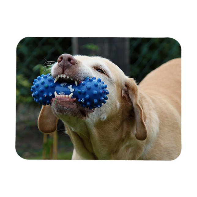 Imán Labrador amarillo recuperador con juguete (Horizontal)