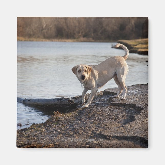 Imán Labrador blanco cerca de un lago (Frente)