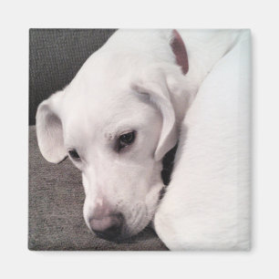 Imán Labrador blanco perezoso lindo recuperador de mezc