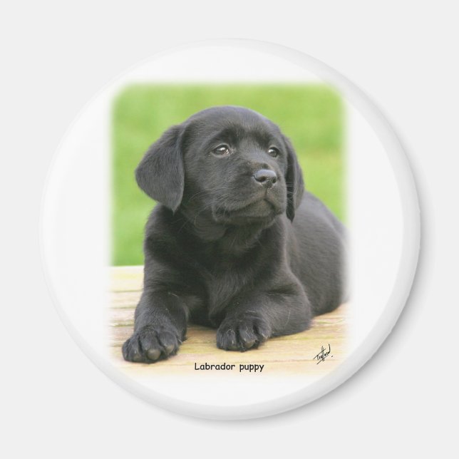 Imán Labrador cachorro 9Y267D-109 (Frente)