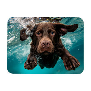 Imán Labrador Chocolate Juguetón Nadando Bajo el Agua