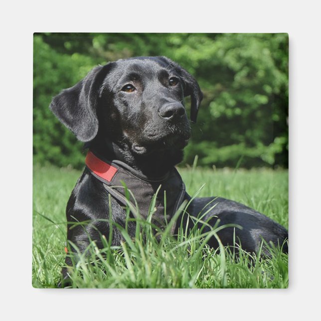 Imán Labrador negro (Frente)
