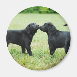 Imán Labrador negro