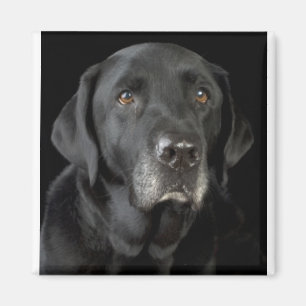 Imán Labrador negro