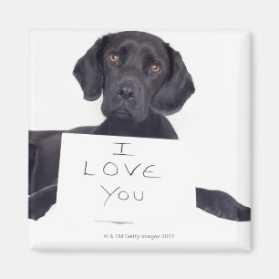 Imán Labrador negro 13 meses