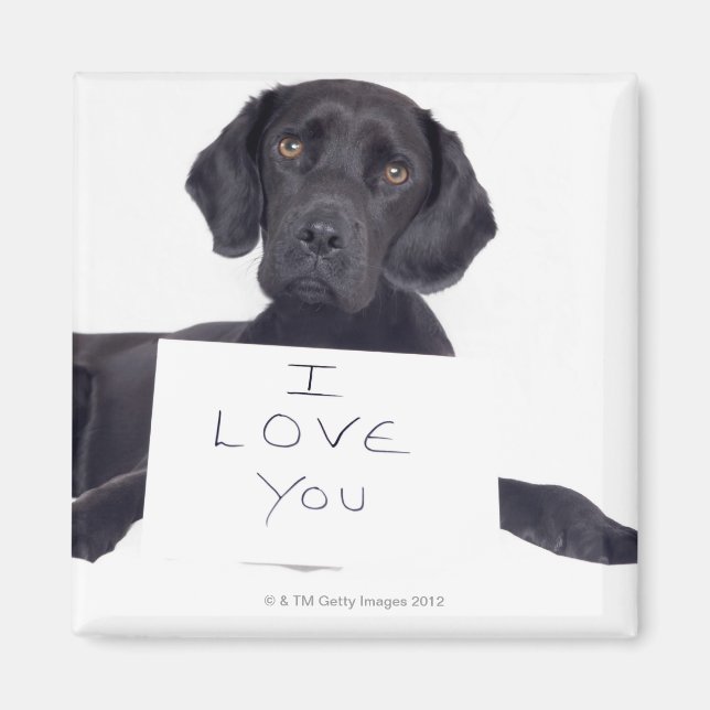 Imán Labrador negro 13 meses (Frente)