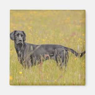 Imán Labrador negro 16 meses 2