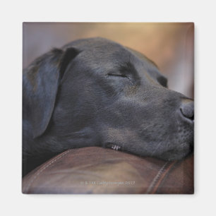 Imán Labrador negro dormido en el sofá, primer