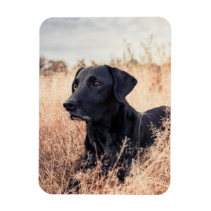 Imán Labrador Negro En Grasa Seca