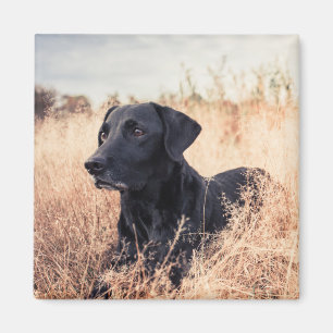 Imán Labrador Negro En Grasa Seca