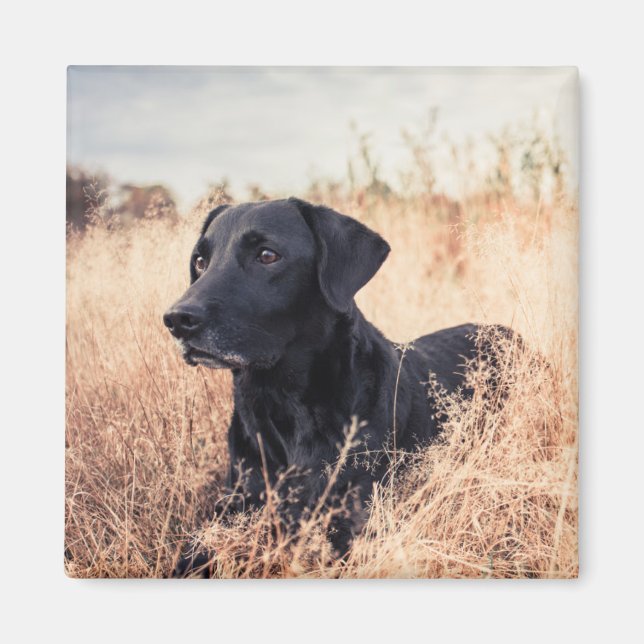Imán Labrador negro en hierba seca (Frente)