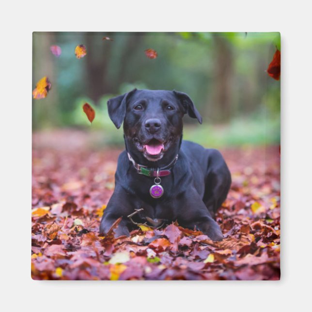 Imán Labrador negro en hojas de otoño (Frente)