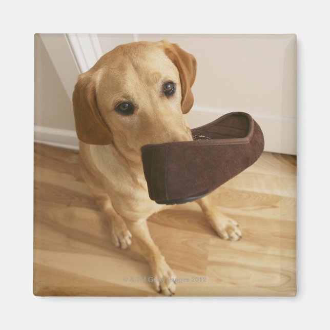 Imán Labrador perrito de nuevo con zapatilla (Frente)