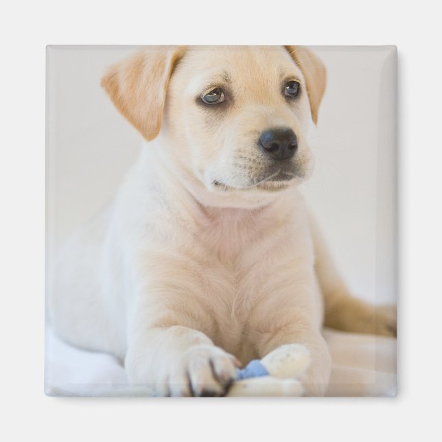 Imán Labrador Puppy (Frente)
