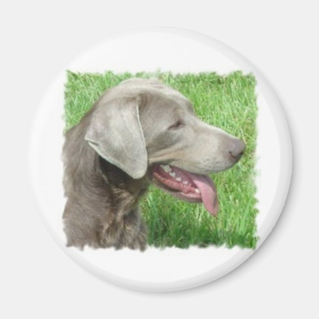 Imán Labrador Recuperador De Aparatos Y Artículos (Frente)