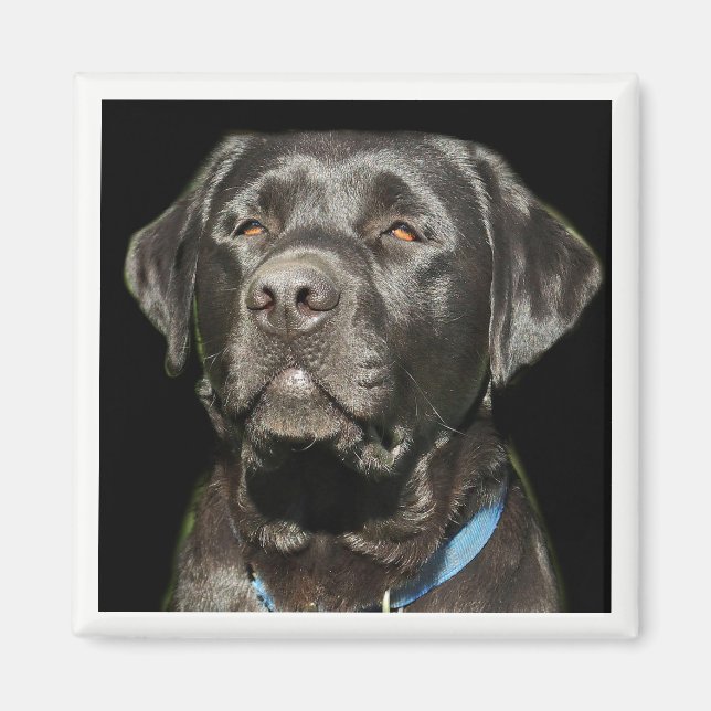 Imán Labrador Recuperever Magnet (Frente)