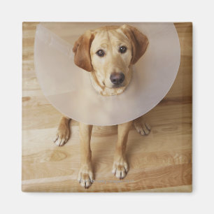 Imán Labrador retriever con el cono alrededor de su