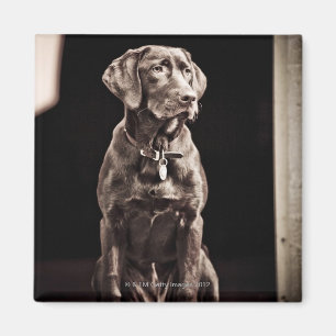 Imán Labrador retriever del chocolate