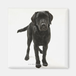 Imán Labrador retriever negro