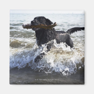 Imán Labrador retriever negro que corre a través de la