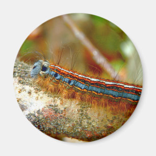 Imán Lackey Moth Caterpillar Magnet