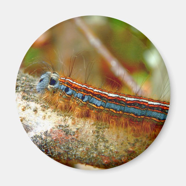 Imán Lackey Moth Caterpillar Magnet (Frente)