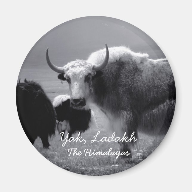 Imán Ladakh, Los Himalayas, Yak II (Magnet) (Frente)