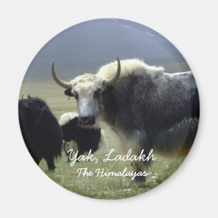 Imán Ladakh, Los Himalayas, Yak (Magnet)