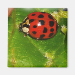 Imán Lady Bug