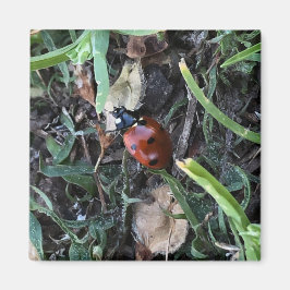 Imán Lady Bug