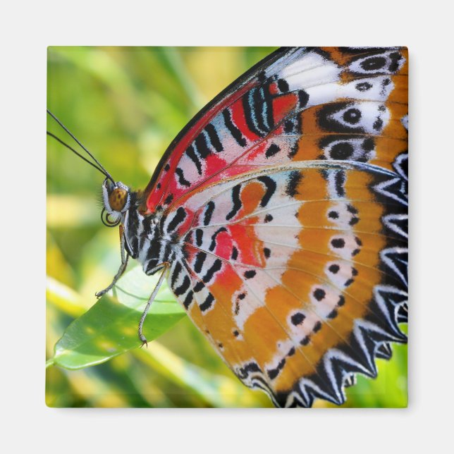 Imán Lady Butterfly pintada (Frente)