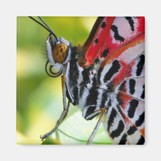 Imán Lady Butterfly pintada (Frente)
