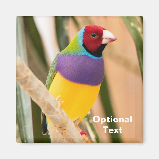 Imán Lady Gouldian Finch (Frente)