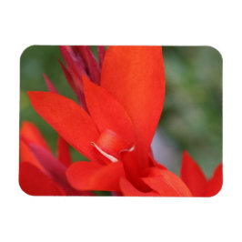 Imán "Lady in Red" Red Canna Lily Photo Magnet