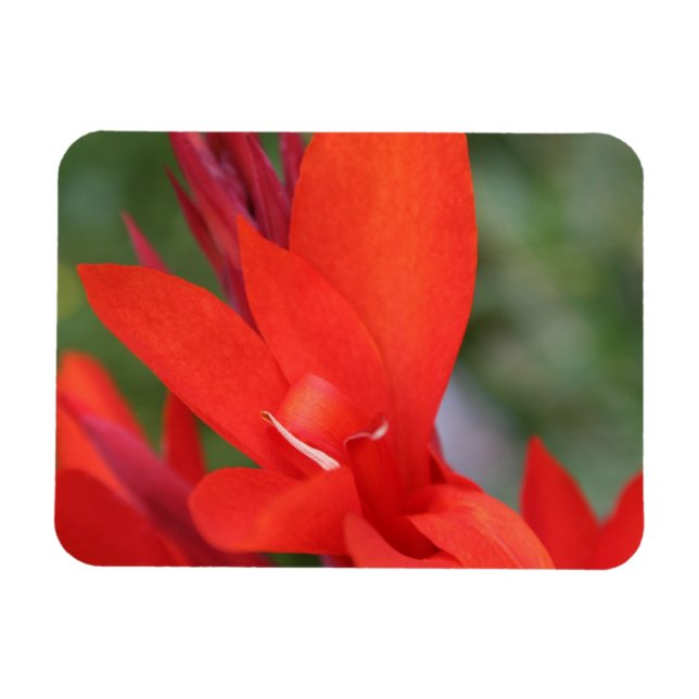 Imán "Lady in Red" Red Canna Lily Photo Magnet (Horizontal)