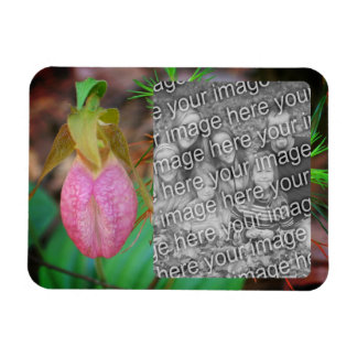 Imán Lady Slipper Orchid Frame Añadir la foto