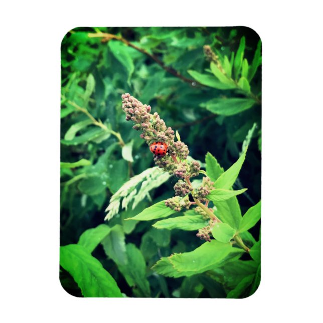 Imán Ladybug (Vertical)