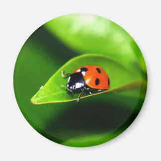 Imán Ladybug