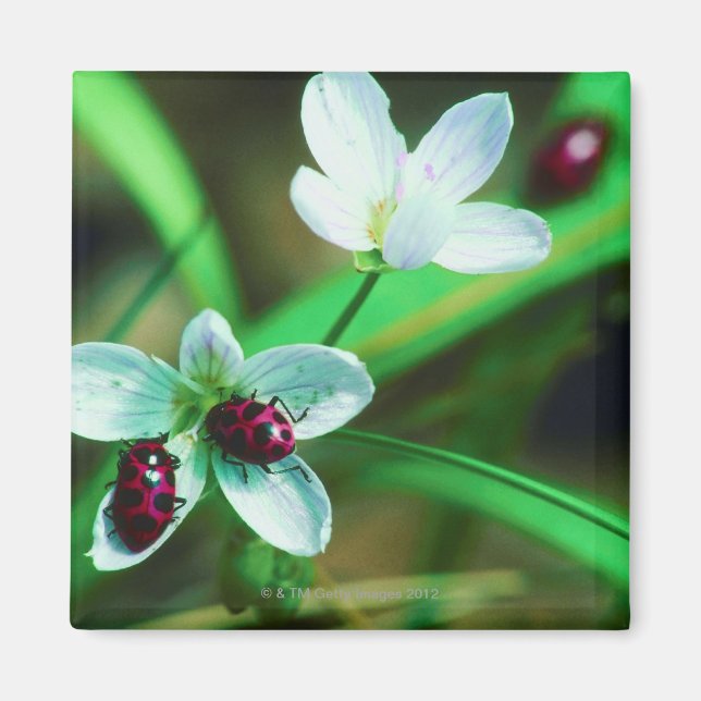 Imán Ladybug (Frente)