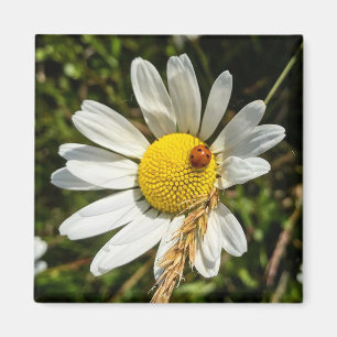 Imán Ladybug en Daisy