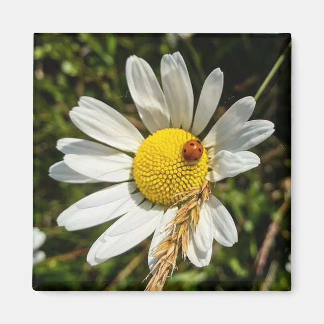 Imán Ladybug en Daisy (Frente)