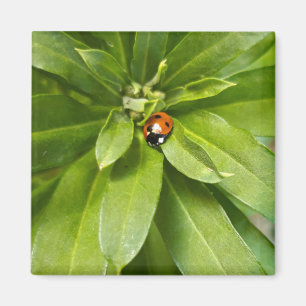 Imán Ladybug en Flores